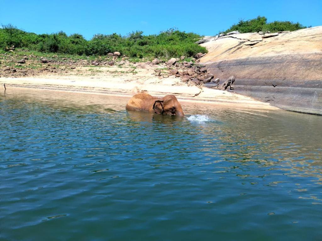 Gal Oya Lake View Inginiyagala Polwatta Bagian luar foto