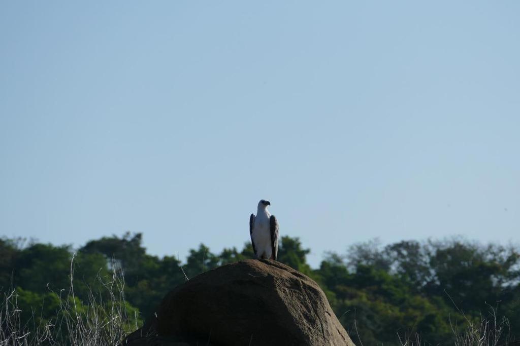 Gal Oya Lake View Inginiyagala Polwatta Bagian luar foto
