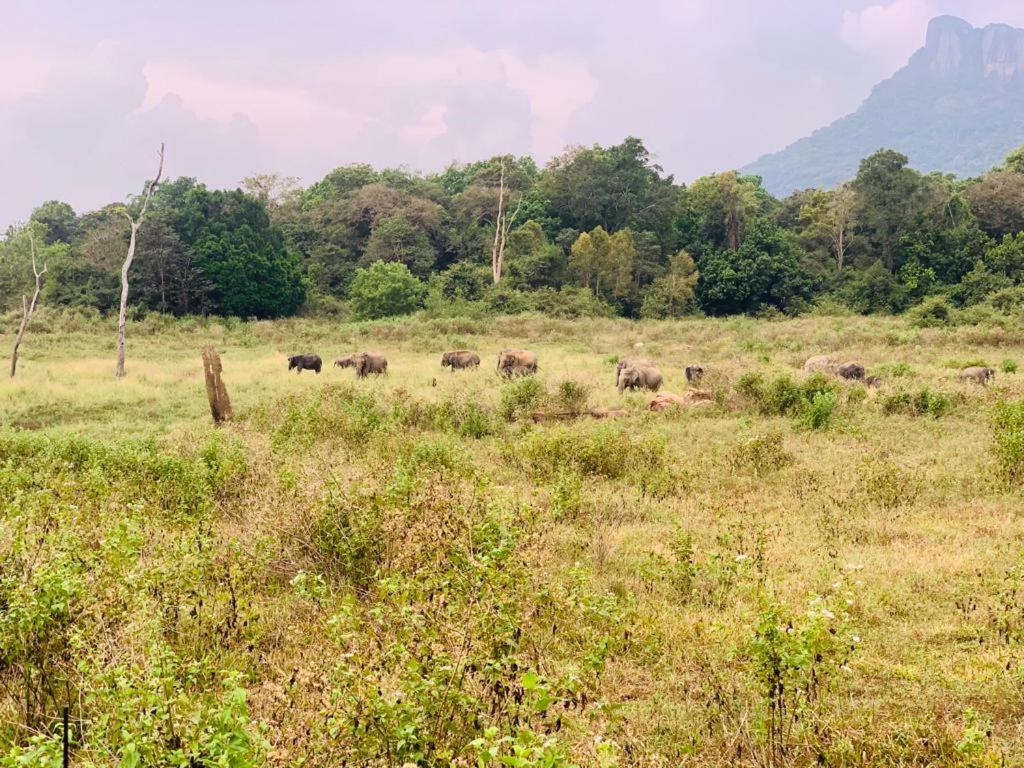 Gal Oya Lake View Inginiyagala Polwatta Bagian luar foto